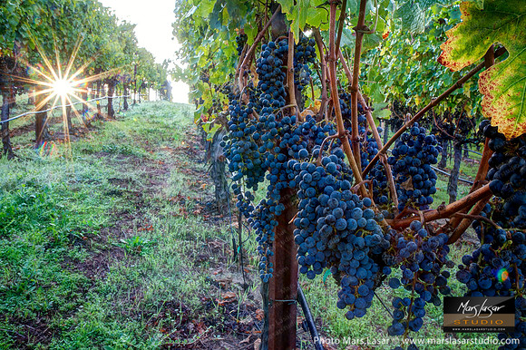 Family Home Cabernet