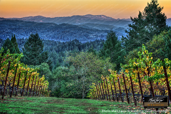 Schramberg Vineyard Vista