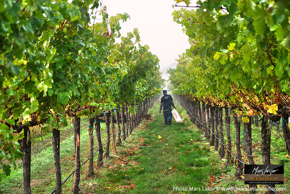 A Long Morning Harvest