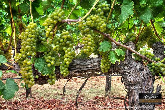 Sauvignon Blanc Glory