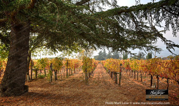 The Old Vineyards Pine