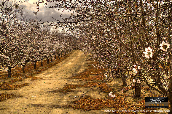 Sweet White Blossoms 2