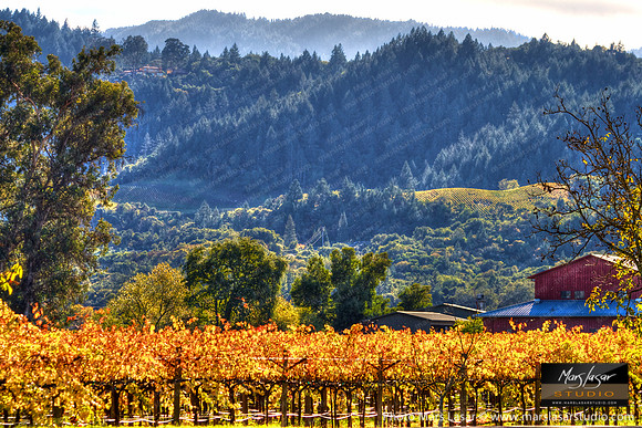 Cabernet Sanctuary