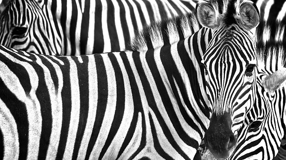 The Zebra Connection
