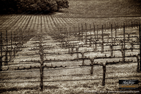 Chappellet Wilderness