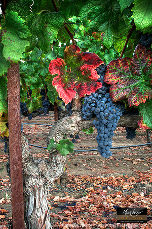 Merlot Crush