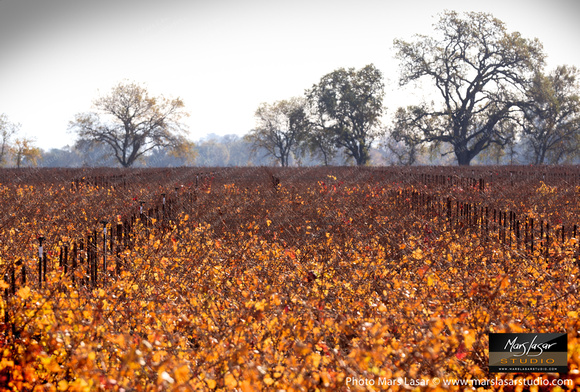 Silver Oak Deep Fall