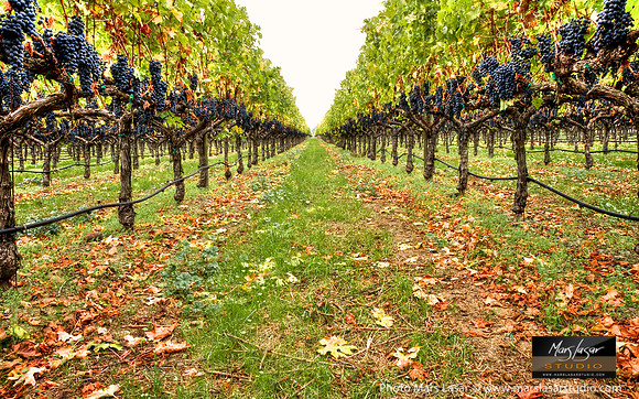 Ripe Vineyards Perspective