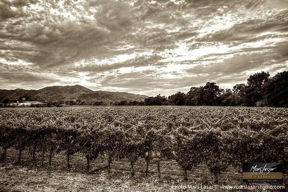 Napa Summer Sunset 2_sepia