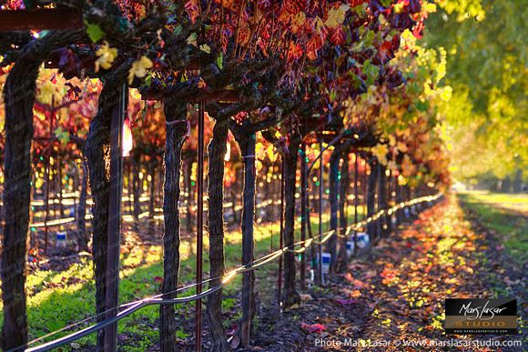 Sweet Fall