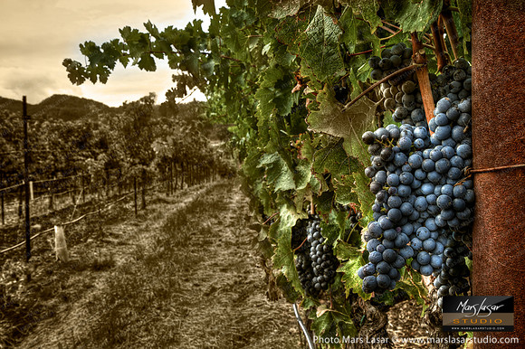 Cabernet Perspective 2