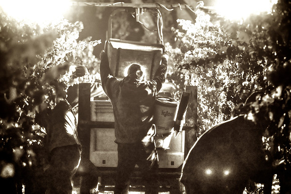 Peju Sacred Harvest_sep