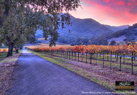 Vineyard View Driveway