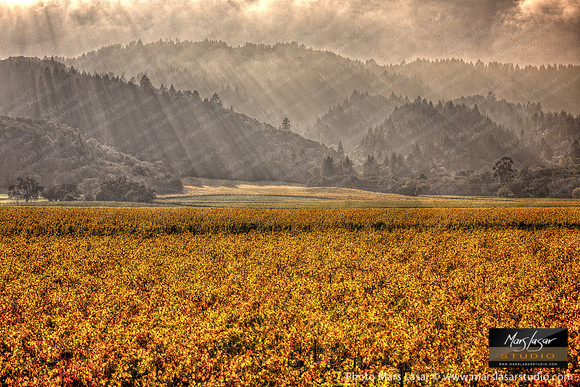 Wine Country Fall