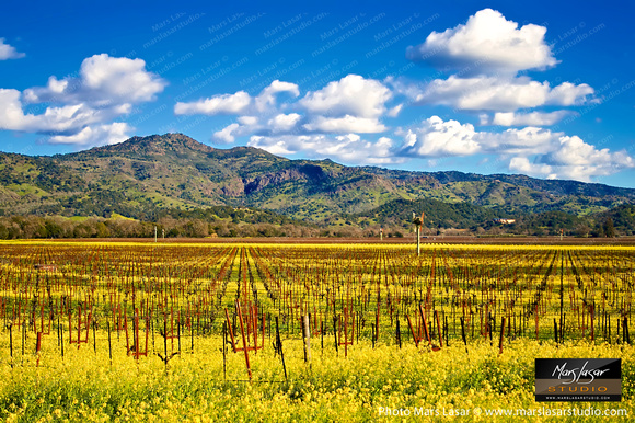 Stags Leap Mustards