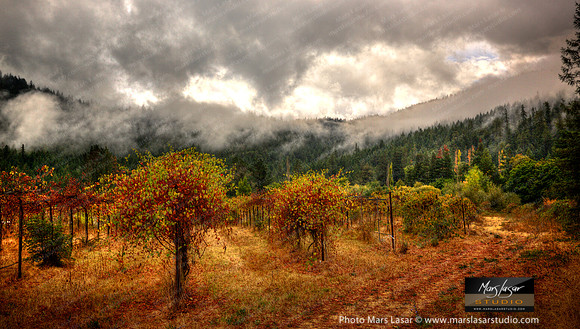 Vineyard In The Giants