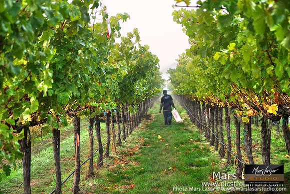 A Long Morning Harvest