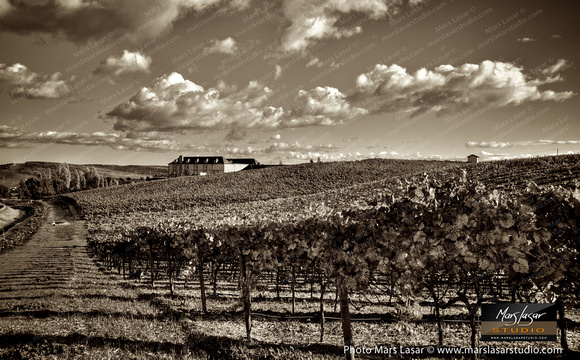 Chandon Carneros_sepia