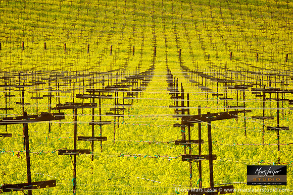Mustard Flower Memories