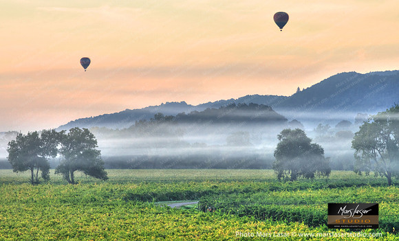 Misty Harvest