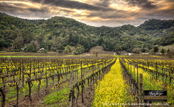 Dramatic Mustard Glow