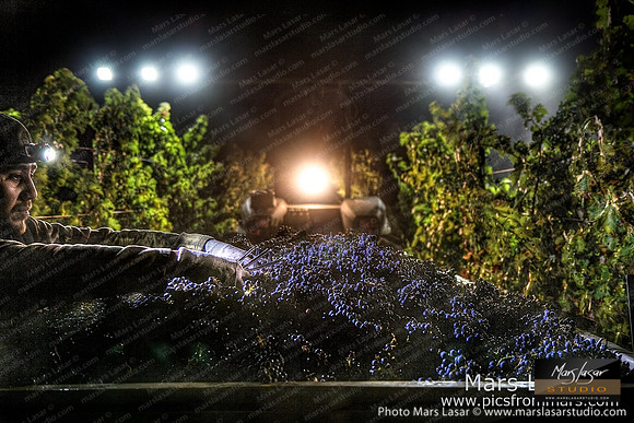 Cabernet Close Encounters