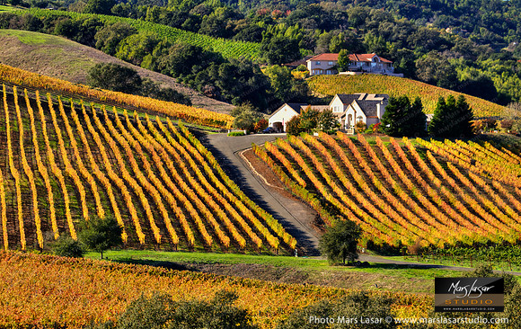 Urban Vintner