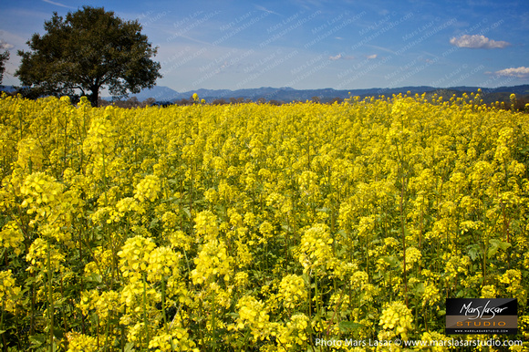 One Tree Mustard Field