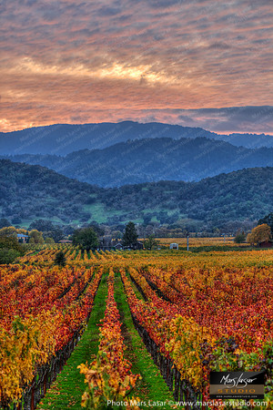 Classic Napa Valley_vert