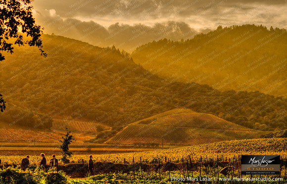 French Laundry Vista