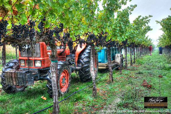 Foggy Morning Harvest