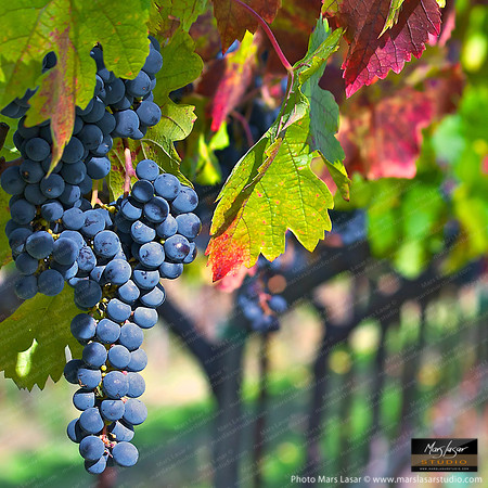 Excellence - Trefethen