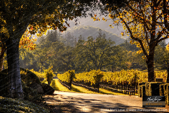 Chandon Fall Driveway
