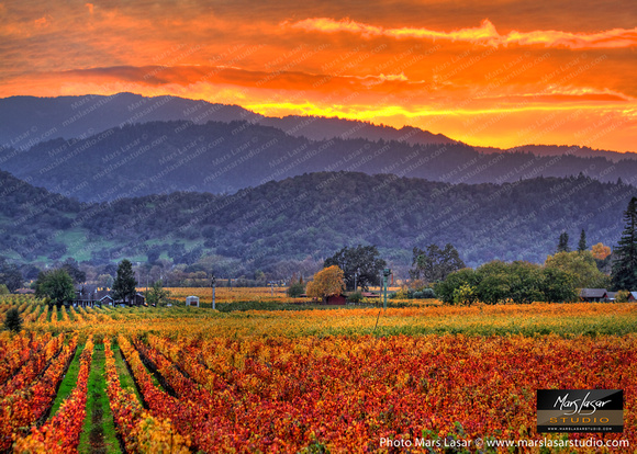 Vintner's Sunset