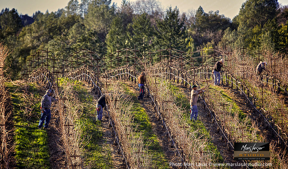 Sunny Morning Pruning
