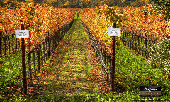 Casa Piena Fall Rows