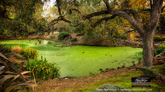 Chandon Pond Fall