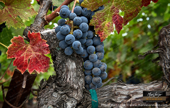 Peju Tranquil Merlot