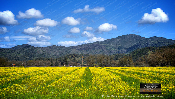 Sunny Fields