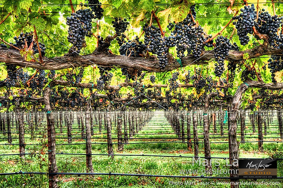 Cabernet Abundance