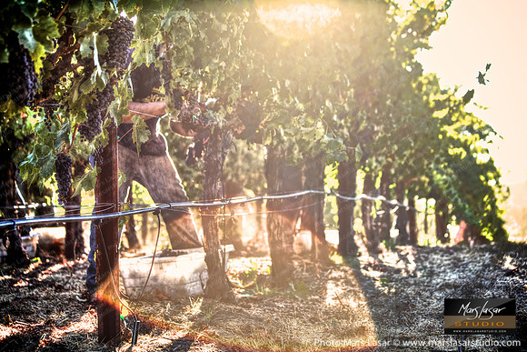 Sunshine Cabernet Harvest