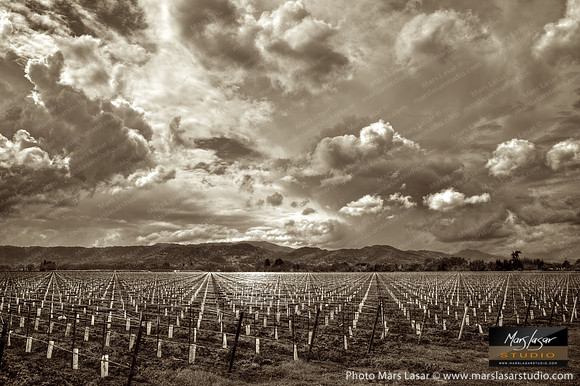 Dramatic Spring_sepia