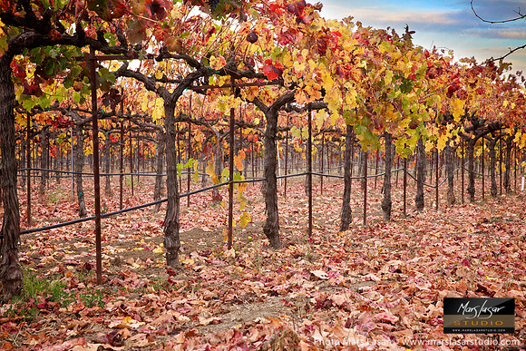 Long Fall Vinyards