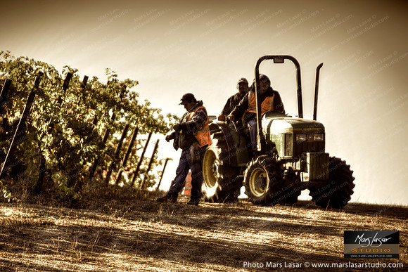 Trefethen Mountain Harvest