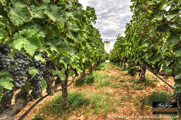 Mondavi Summer Collection