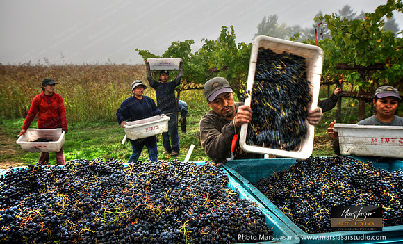 Cabernet Harvest