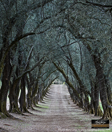 Olive Tree Tunnel