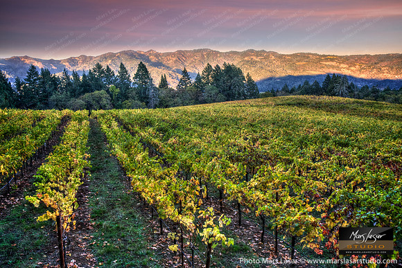 Schramsberg Vines