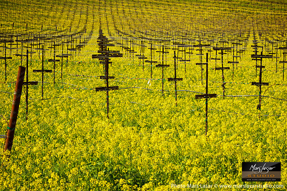 Mustard Flower Memories 2