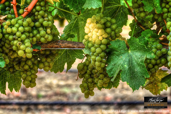 Sauvignon Collection